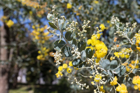 blooming yellow flower of pearl acacia tree