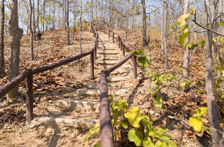 stair to go up and down the hill in forest in autumn