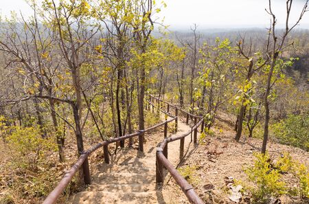 stair to go up and down the hill in forest in autumnの写真素材