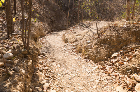 trekking trail for travelling in forest in summer