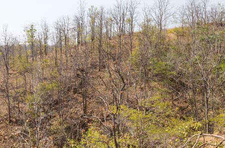 view of tree on the hill in summerの写真素材