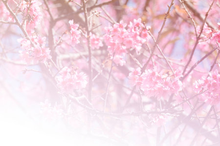 flower of wild himalayan cherry (soft focus and color filter)