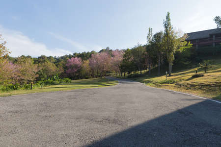 road along lawn yard in the parkの写真素材