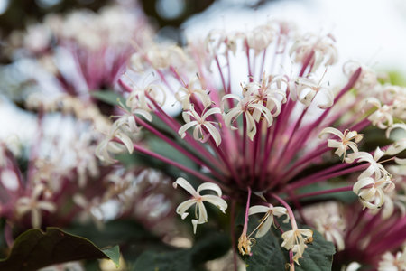 blooming Quezonia white pink flower bunch on the treeの写真素材