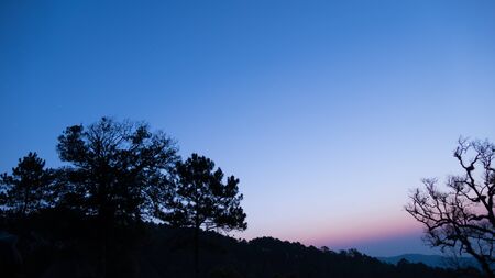 tree silhouette and mountain view at dawnの写真素材