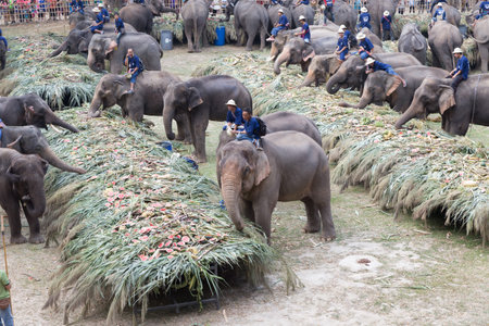 Chiang Mai, Thailand - March 13, 2016: group of elephant eating fruit in national Thai elephant day at Mae Sa elephant camp in Chiang Mai, Thailand on March 13, 2016.のeditorial素材