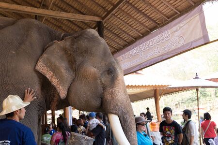 Chiang Mai, Thailand - March 13, 2016: tourist travel to see elephant in the park at Mae Sa elephant camp in Chiang Mai, Thailand on March 13, 2016.のeditorial素材
