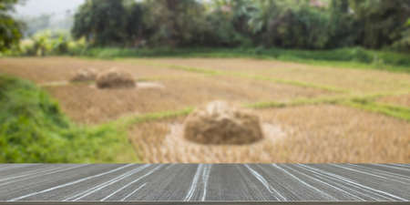 rice paddy field in countryside  (blur background and wooden table for displaying your product)の写真素材