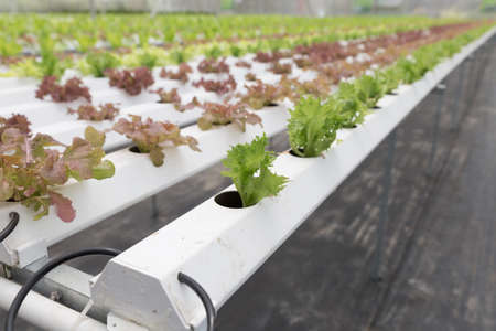 organic hydroponic lettuce vegetable growing in agriculture farmの写真素材