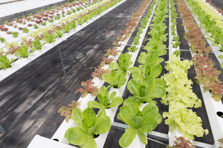 organic hydroponic lettuce vegetable growing in agriculture farm