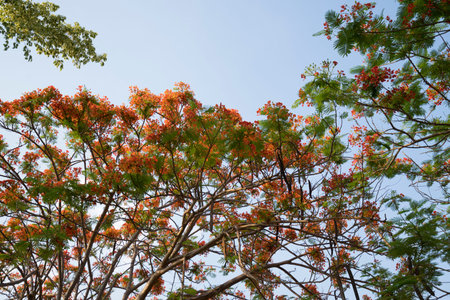 blooming peacock flower of flame tree in parkの写真素材