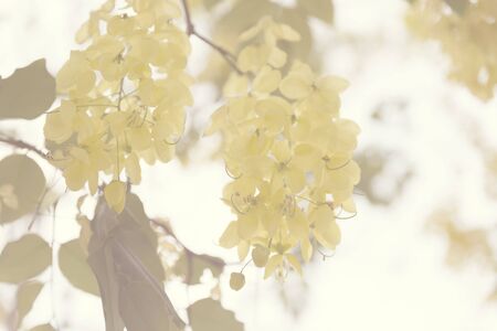 blooming yellow flower of golden shower tree in summer, soft focus and color filterの写真素材