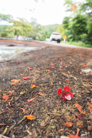 blooming flower of flame tree beside the road
