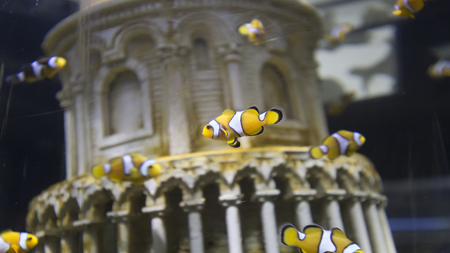clownfish swimming in water tank aquariumの写真素材