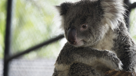 Koala bear sitting and embracing tree trunkの写真素材