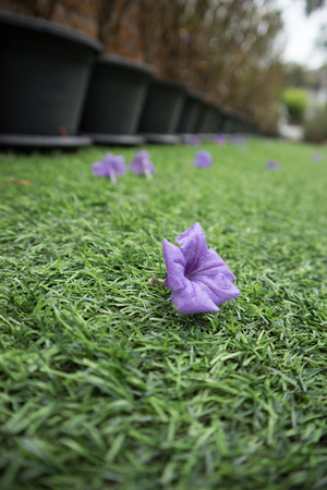 Ruellia Tuberosa Waterkanon purple flower on artificial grassの写真素材