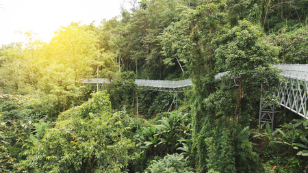 walkway footbridge with treetop view in parkの写真素材