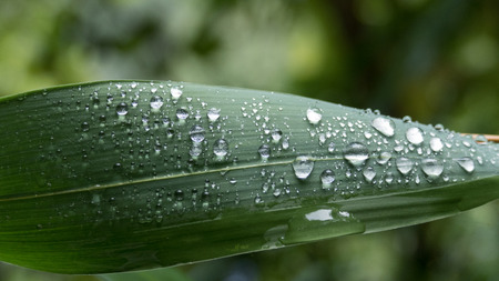 rain drop on green leaf, nature backgroundの写真素材