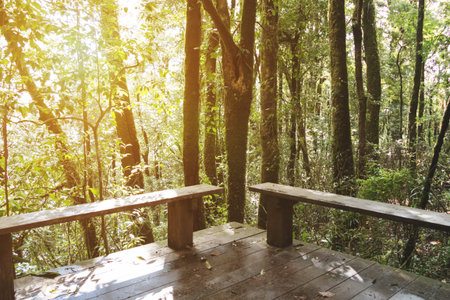 wood seat for relaxing in forest