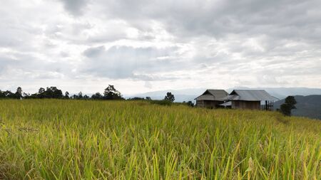 yellow terraced rice paddy field with traditional wood hut in rural thailandの写真素材