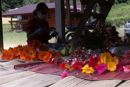 Chiang Mai, Thailand - November 4, 2016: woman arranging and tendering flowers for sale in Baan Mae Klang Luang in Chiang Mai, Thailand on November 4, 2016.のeditorial素材