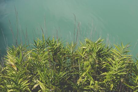 plant and grass leaves beside green pond lakeの写真素材