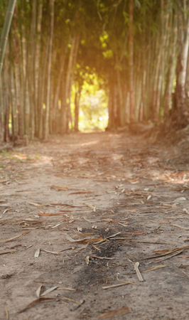 walkway path in middle of bamboo treeの写真素材