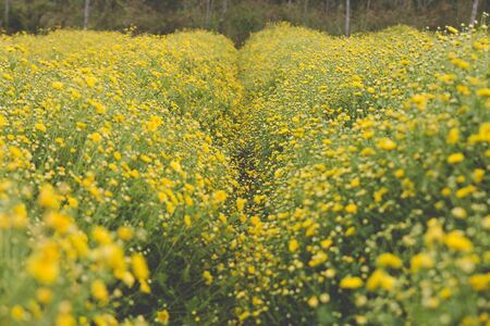 blooming yellow Chrysanthemum flower in agriculture field, soft focusの写真素材