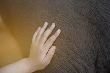 children's hand touching young asian elephant body