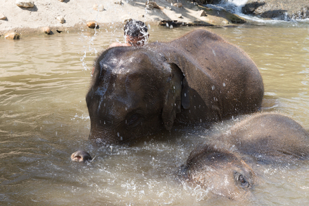 Chiang Mai, Thailand - November 26, 2016: man bathing with young asian elephant at elephant conservation park in Chiang Mai, Thailand on November 26, 2016.のeditorial素材