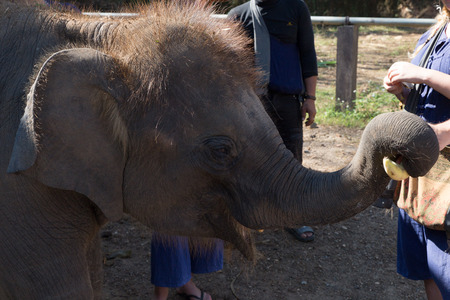 Chiang Mai, Thailand - November 26, 2016: people feeding banana to young elephant at elephant conservation park in Chiang Mai, Thailand on November 26, 2016.のeditorial素材