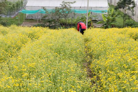 Chiang Mai, Thailand - November 28, 2016: unidentified farmer harvesting Chrysanthemum flower for producing tea in Maejo farm in Chiang Mai, Thailand on November 28, 2016.のeditorial素材