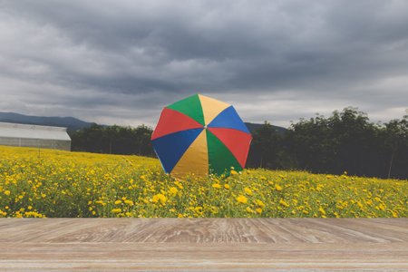 colorful umbrella in blooming yellow Chrysanthemum flower field with wood table for product display
