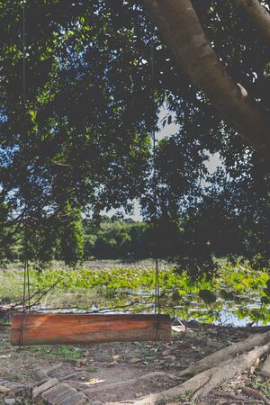 wood swing tied to a branch of big tree beside pond in parkの写真素材