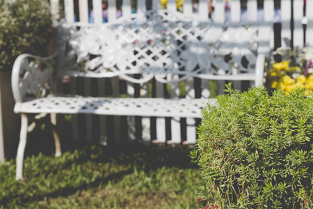 plant and white metal chair on lawn yard in parkの写真素材