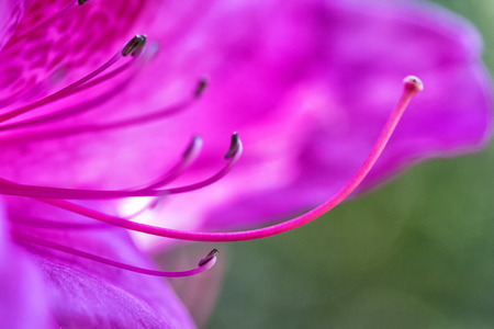 purple Bauhinia orchid tree flower on blur background, selected focus macro shotの写真素材