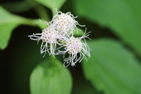 closeup pollen of white blossom flower on blur background, macro shot