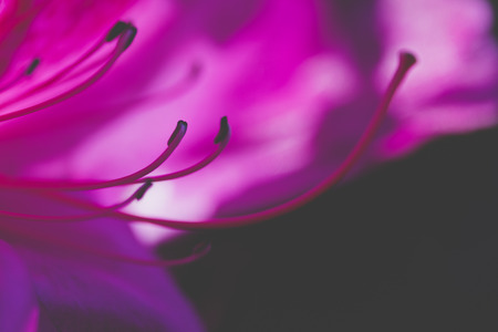 purple Bauhinia orchid tree flower on blur background, soft focus macro shotの写真素材