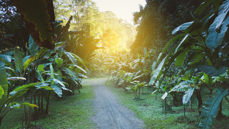 walkway along banana tree in tropical gardenの写真素材