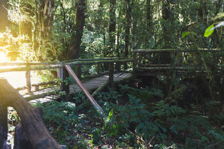 rain forest wood walk way in Ang Ka nature trail located in Doi inthanon national park, the highest peak in Thailandの写真素材