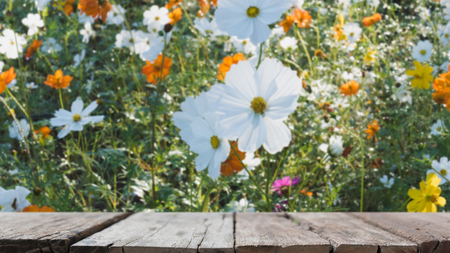 blur nature background of beautiful white and orange cosmos flower field with selected focus empty wood table for display your productの写真素材