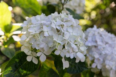 beautiful blooming white hydrangea flower in gardenの写真素材