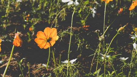 nature background of beautiful orange cosmos flower field