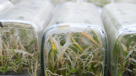plant tissue culture growing in a bottle on shelf in room - botanic nurseryの写真素材