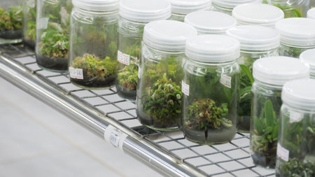 plant tissue culture growing in a bottle on shelf in laboratory - botanic nursery