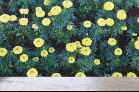 yellow Marigold flower in flowerbed in garden (blur image) with selected focus empty wood table for display your productの写真素材