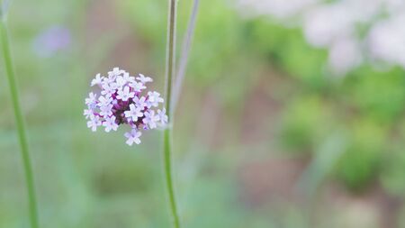 Verbena bonariensis, blooming purple flowers fieldの写真素材