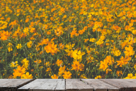 nature background of beautiful orange cosmos flower field (blur image) with selected focus empty wood table for display your productの写真素材