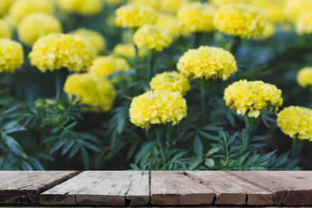 yellow Marigold flower in flowerbed in garden (blur image) with selected focus empty wood table for display your productの写真素材