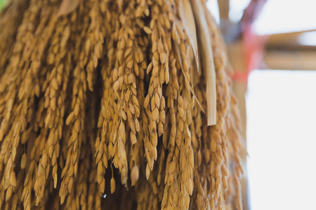 Dry spike rice is hanging on bamboo stick in the farmの写真素材